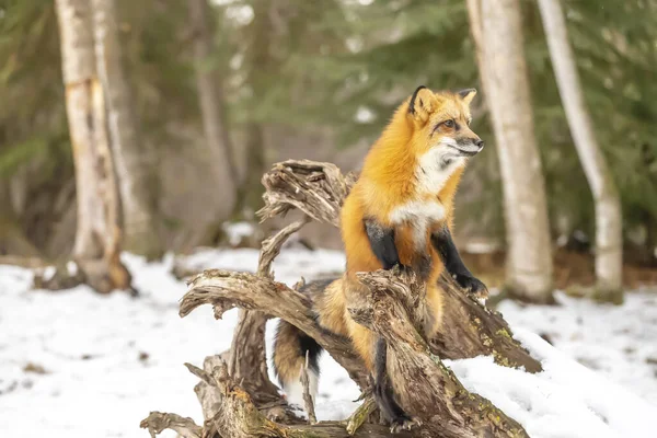 Zorro Rojo Cazando Para Rezar Ambiente Nevado — Foto de Stock