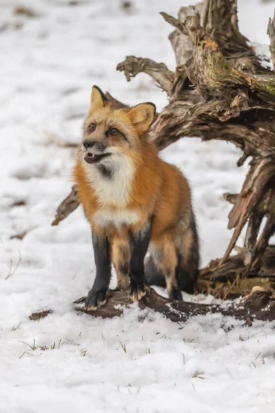 Μια Κόκκινη Αλεπού Που Ψάχνει Για Προσευχή Ένα Χιονισμένο Περιβάλλον — Φωτογραφία Αρχείου