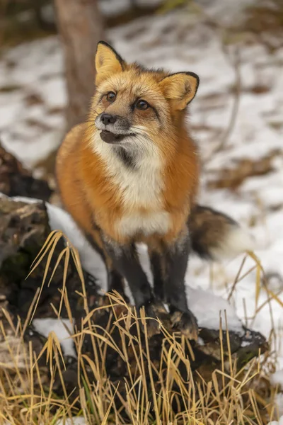 Uma Raposa Vermelha Caçando Para Rezar Ambiente Nevado — Fotografia de Stock