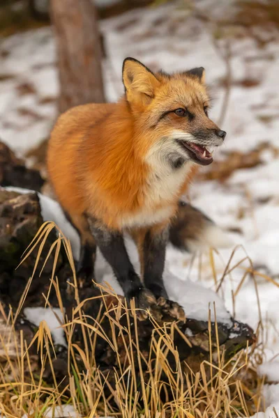 Red Fox Poluje Modlitwę Śnieżnym Środowisku — Zdjęcie stockowe