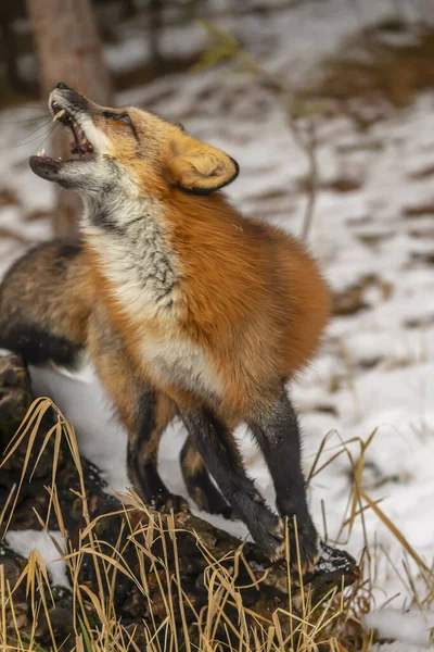 一只红狐在白雪的环境中寻找祷告 — 图库照片