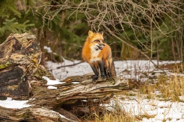 Renard Roux Chasse Pour Prier Dans Environnement Enneigé — Photo