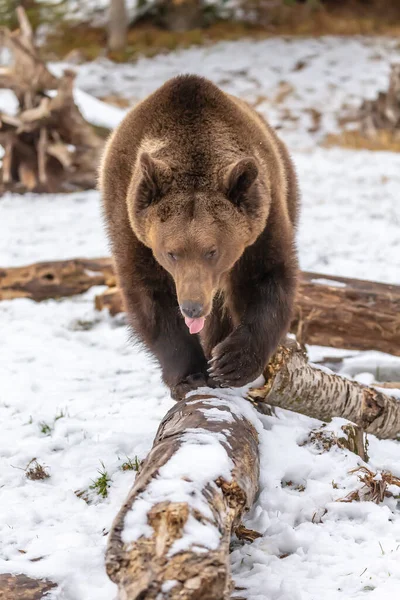 Grizzly Bear Enjoys Winter Weather Montana — Stock Photo, Image