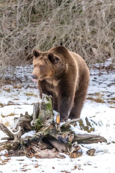 Orso Grizzly Gode Del Clima Invernale Montana — Foto Stock