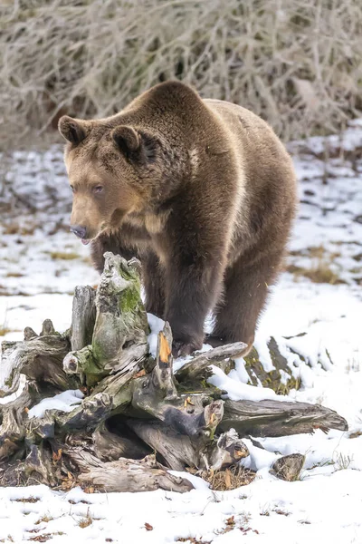 Orso Grizzly Gode Del Clima Invernale Montana — Foto Stock