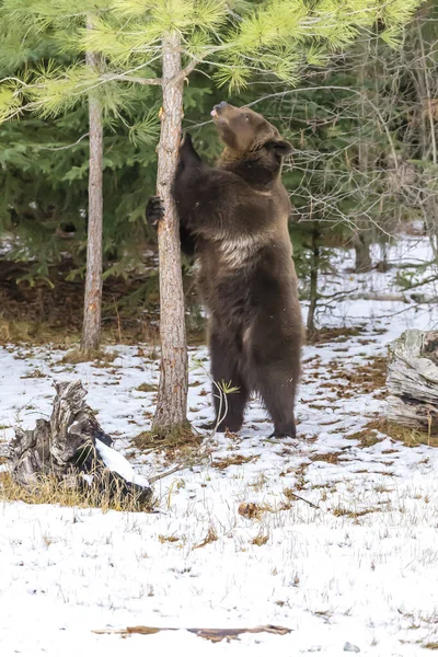 A Grizzly Bear enjoys the winter weather in Montana