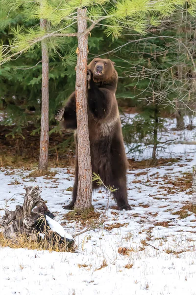 몬태나주에서 날씨를 즐기는 회색곰 — 스톡 사진