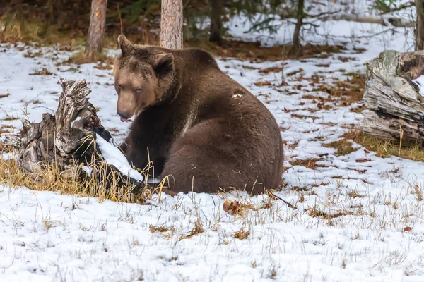몬태나주에서 날씨를 즐기는 회색곰 — 스톡 사진
