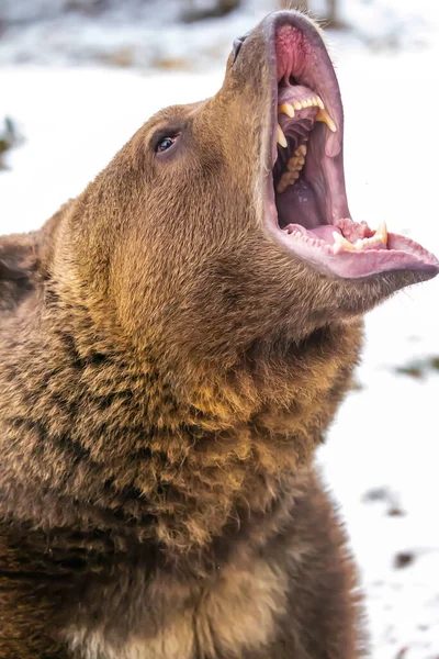 Seekor Beruang Grizzly Menikmati Musim Dingin Montana — Stok Foto