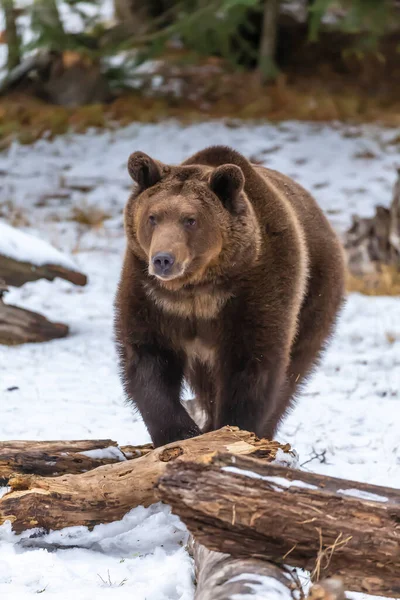 A Grizzly Bear enjoys the winter weather in Montana