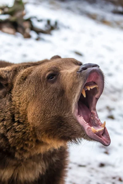 Oso Pardo Disfruta Del Clima Invernal Montana —  Fotos de Stock