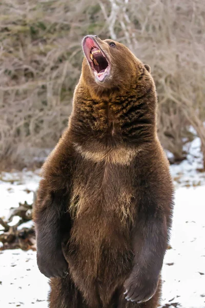 Oso Pardo Disfruta Del Clima Invernal Montana —  Fotos de Stock