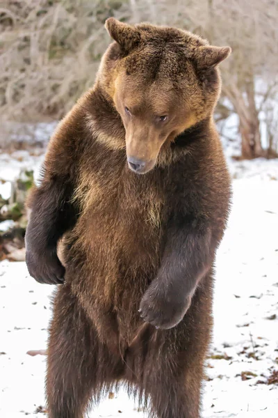 Grizzly Bear Enjoys Winter Weather Montana — Stock Photo, Image