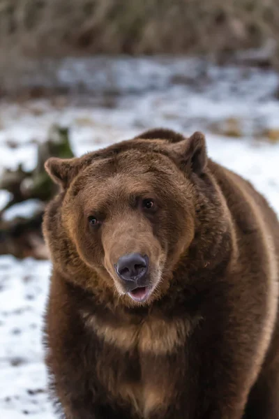 Orso Grizzly Gode Del Clima Invernale Montana — Foto Stock