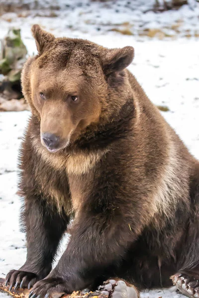 Grizzly Bear Enjoys Winter Weather Montana — Stock Photo, Image