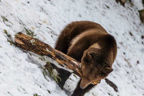 Oso Pardo Disfruta Del Clima Invernal Montana —  Fotos de Stock