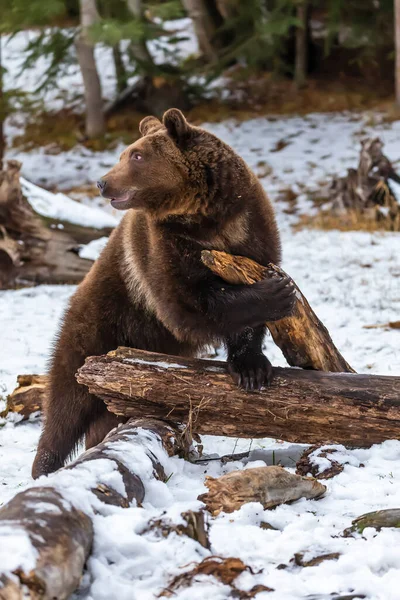 灰熊喜欢蒙大拿州的冬季天气 — 图库照片