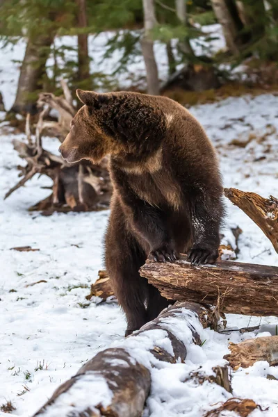 Urso Pardo Desfruta Clima Inverno Montana — Fotografia de Stock