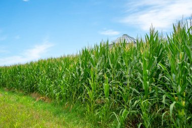 Amerika 'nın orta batısındaki yeşil mısır tarlası
