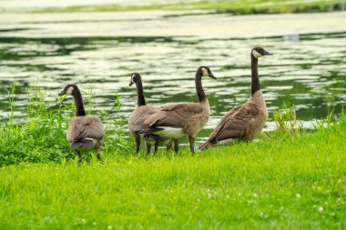 Birçok kaz yaz göletinde yüzer. Kanadalı kazlar yeşil ördek otlarıyla dolu sessiz bir gölette yüzerler.. 
