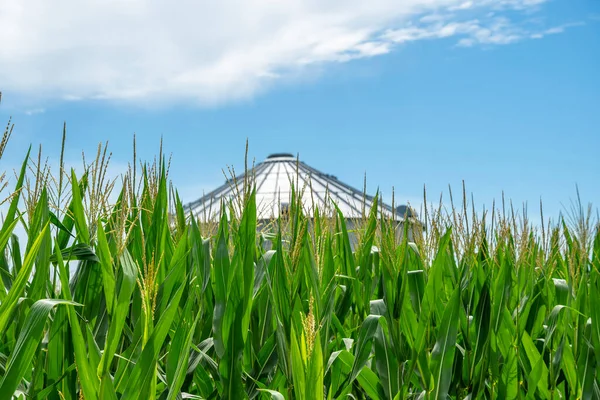 Zöld Mező Fiatal Kukorica Amerikai Közép Nyugaton — Stock Fotó