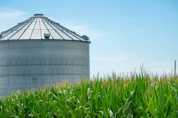 Зелене Поле Молодої Кукурудзи Американському Середньому Заході — стокове фото
