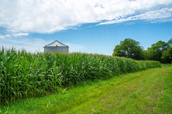 Champ Vert Jeunes Maïs Dans Midwest Américain — Photo