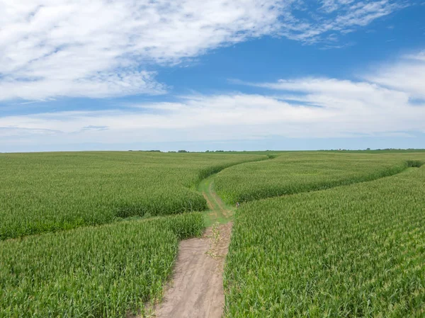 Campo Verde Mais Giovane Nel Midwest Americano Default — Foto Stock