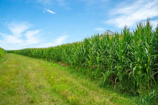 Green Field Young Corn American Midwest — Stock Photo, Image