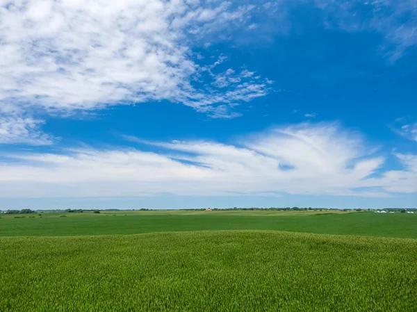 Grünes Maisfeld Mittleren Westen Der Usa — Stockfoto