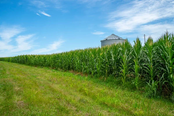 Зелене Поле Молодої Кукурудзи Американському Середньому Заході — стокове фото
