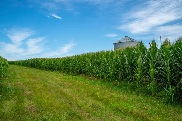 Green Field Young Corn American Midwest — Stock Photo, Image