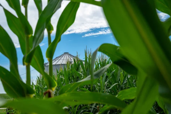 Campo Verde Maíz Joven Medio Oeste Americano — Foto de Stock