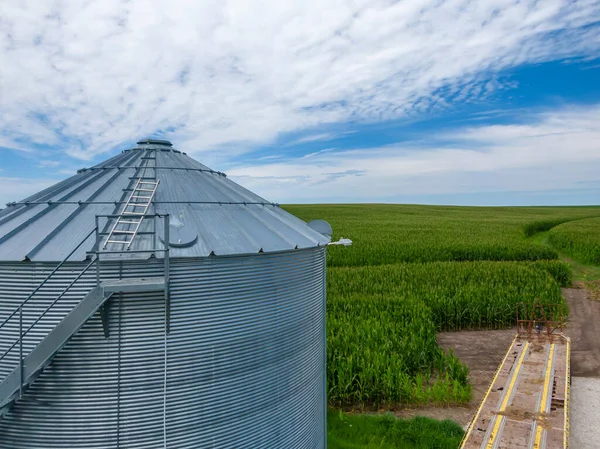 Зеленое Поле Молодой Кукурузы Американском Среднем Западе — стоковое фото