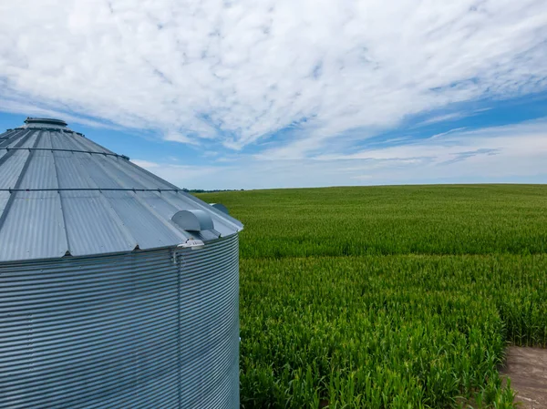 Зеленое Поле Молодой Кукурузы Американском Среднем Западе — стоковое фото