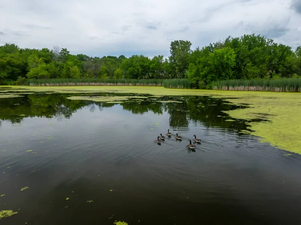 Many Geese Swim Summer Pond Canadian Geese Swim Quiet Pond — Stock Photo, Image