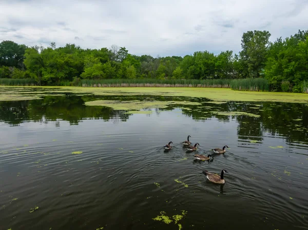 Many Geese Swim Summer Pond Canadian Geese Swim Quiet Pond — Stock Photo, Image