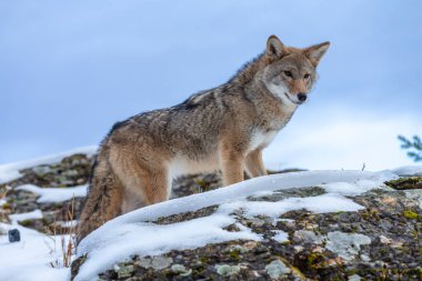A Coyote searches for a meal in the snowy mountains of Montana. clipart