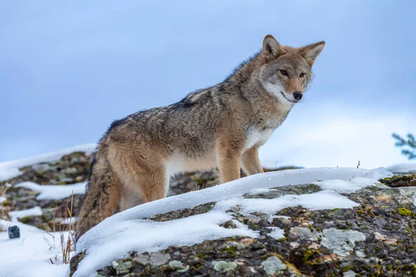 Coiote Procura Uma Refeição Nas Montanhas Nevadas Montana — Fotografia de Stock