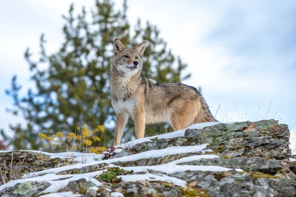 Ein Kojote Sucht Eine Mahlzeit Den Schneebedeckten Bergen Von Montana — Stockfoto