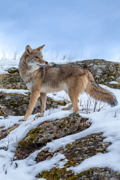 Coyote Cerca Pasto Nelle Montagne Innevate Del Montana — Foto Stock