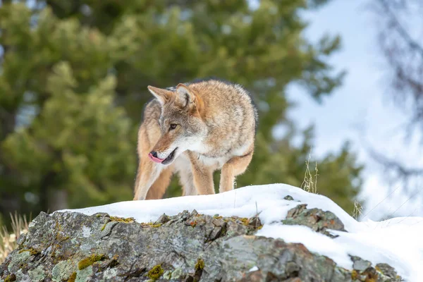 Coyote Searches Meal Snowy Mountains Montana — Stock Photo, Image