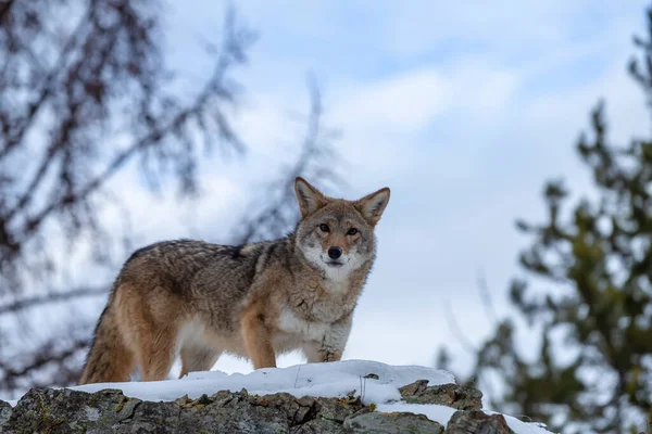 Een Coyote Zoekt Een Maaltijd Besneeuwde Bergen Van Montana — Stockfoto