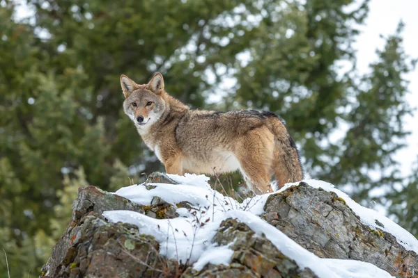 Ein Kojote Sucht Eine Mahlzeit Den Schneebedeckten Bergen Von Montana — Stockfoto