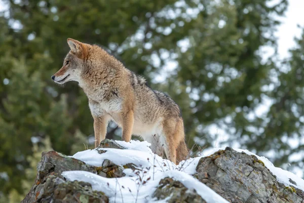 Een Coyote Zoekt Een Maaltijd Besneeuwde Bergen Van Montana — Stockfoto