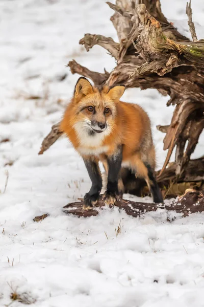 Een Rode Vos Jacht Naar Bidden Een Besneeuwde Omgeving — Stockfoto