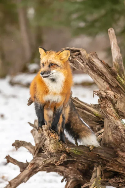 Ein Rotfuchs Auf Der Jagd Nach Gebet Einer Verschneiten Umgebung — Stockfoto