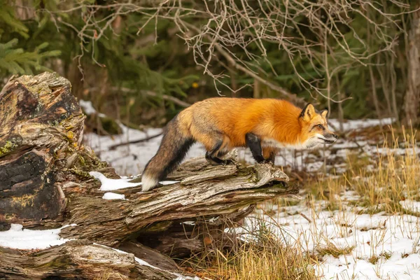 Μια Κόκκινη Αλεπού Που Ψάχνει Για Προσευχή Ένα Χιονισμένο Περιβάλλον — Φωτογραφία Αρχείου