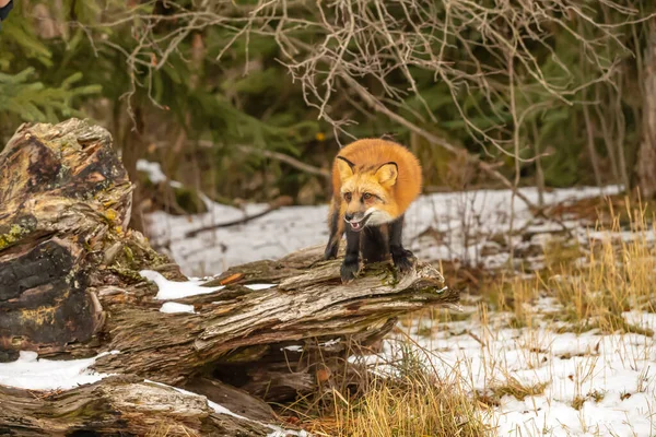 Zorro Rojo Cazando Para Rezar Ambiente Nevado — Foto de Stock