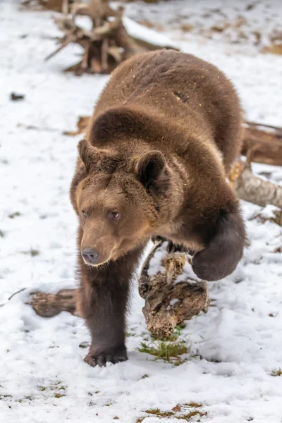 Grizzly Bear Enjoys Winter Weather Montana — Stock Photo, Image